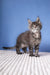 Gray tabby Maine Coon kitten named Romario posing adorably for a pet product photo