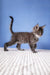 Cute Gray Tabby Kitten in the Romario Maine Coon Kitten product display