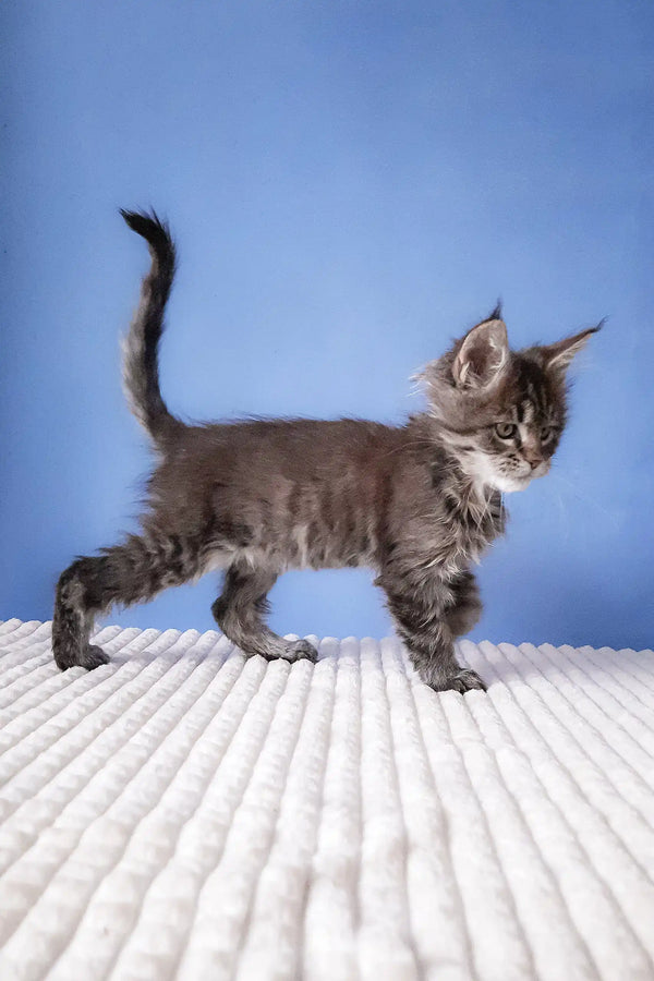 Cute Gray Tabby Kitten in the Romario Maine Coon Kitten product display