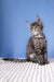 Gray tabby Maine Coon kitten named Romario, the cutest little furball around!