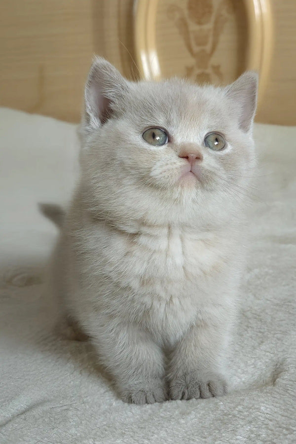 Light Grey Short Hair Cat Romashka The Fluffy British Shorthair Kitten