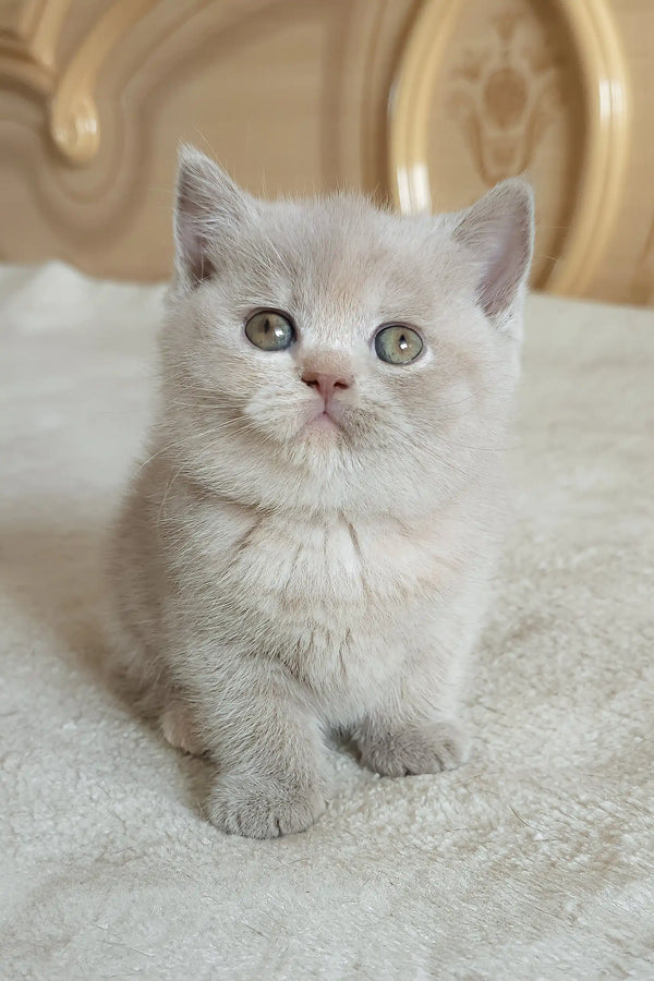 Cute gray British Shorthair kitten with stunning green eyes, Romashka