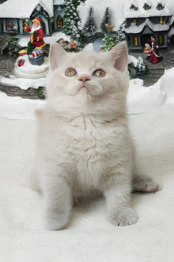 Light-furred British Shorthair kitten Romashka with stunning amber eyes