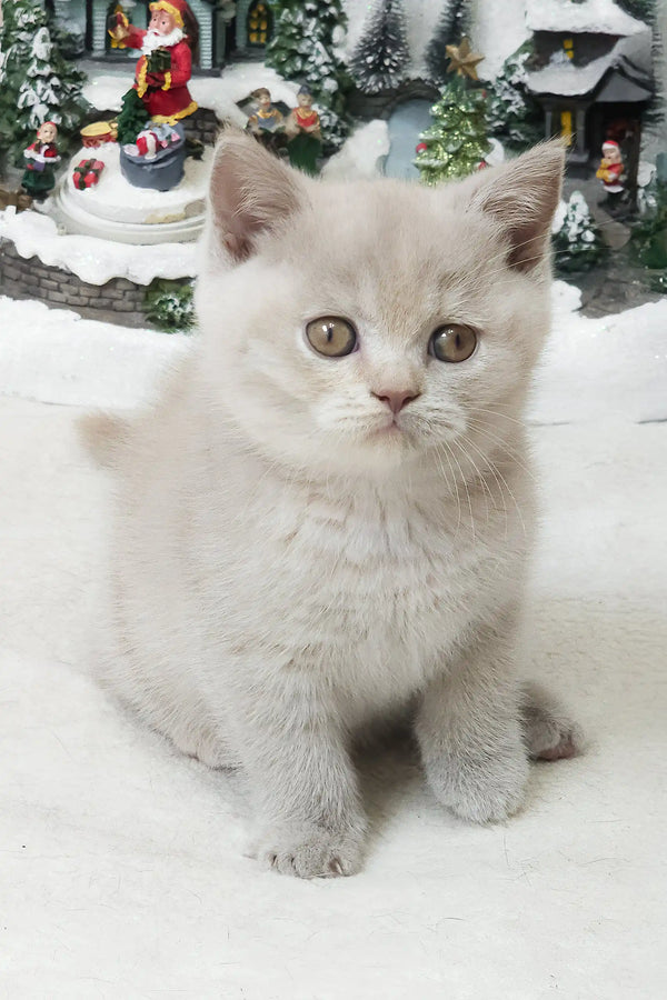 Romashka the Fluffy British Shorthair Kitten - Main Image