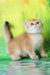 Romeo | british shorthair kitten