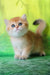 Romeo | british shorthair kitten