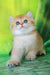Romeo | british shorthair kitten