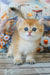 Romeo | british shorthair kitten