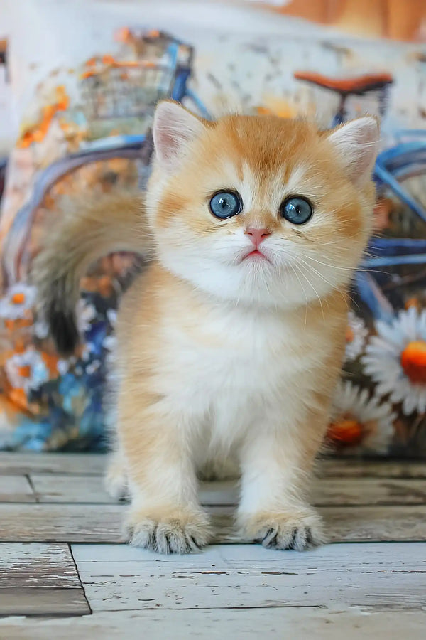 Romeo | british shorthair kitten