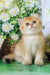 Romeo | british shorthair kitten