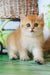 Romeo | british shorthair kitten