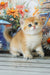 Romeo | british shorthair kitten
