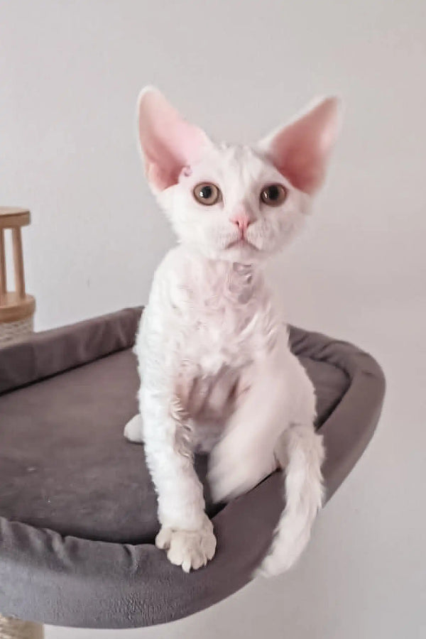 Cute White Devon Rex cat from the Romeo Devon Rex Kitten collection