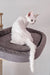 Adorable White Devon Rex cat named Romeo in the Devon Rex Kitten product