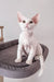 Cute White Devon Rex cat named Romeo in a cozy kitten setting