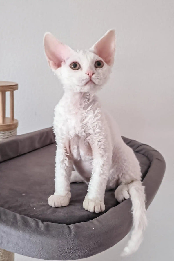 Cute White Curly-Haired Cat in the Romeo Devon Rex Kitten product display