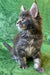 Gray and white fluffy Maine Coon kitten Romeo sitting upright with large ears