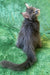 Gray Maine Coon kitten with long hair looking up curiously at Romeo