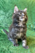 Fluffy gray Maine Coon kitten sitting upright, showcasing its adorable long fur