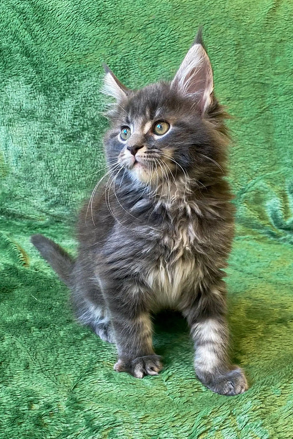 Fluffy gray Maine Coon kitten Romeo with bright eyes sitting upright, ready to play