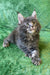 Fluffy gray Maine Coon kitten named Romeo with bright eyes and long fur