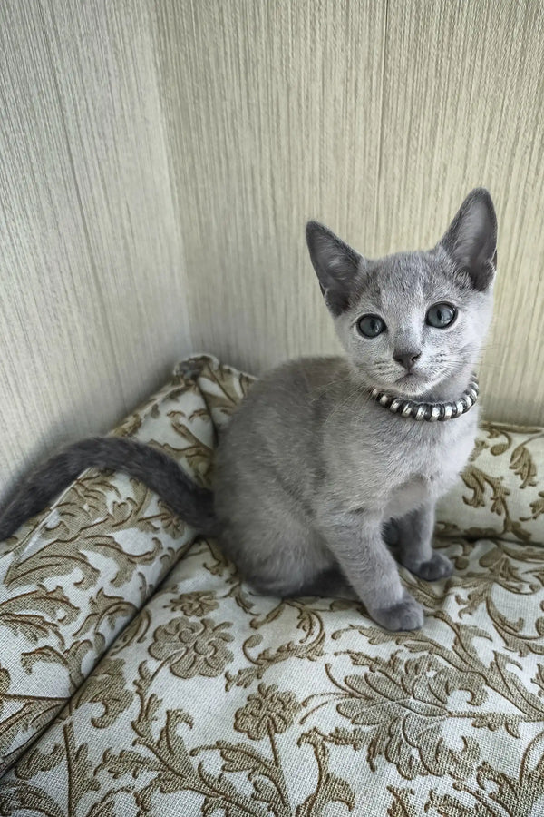 Romeo | russian blue kitten