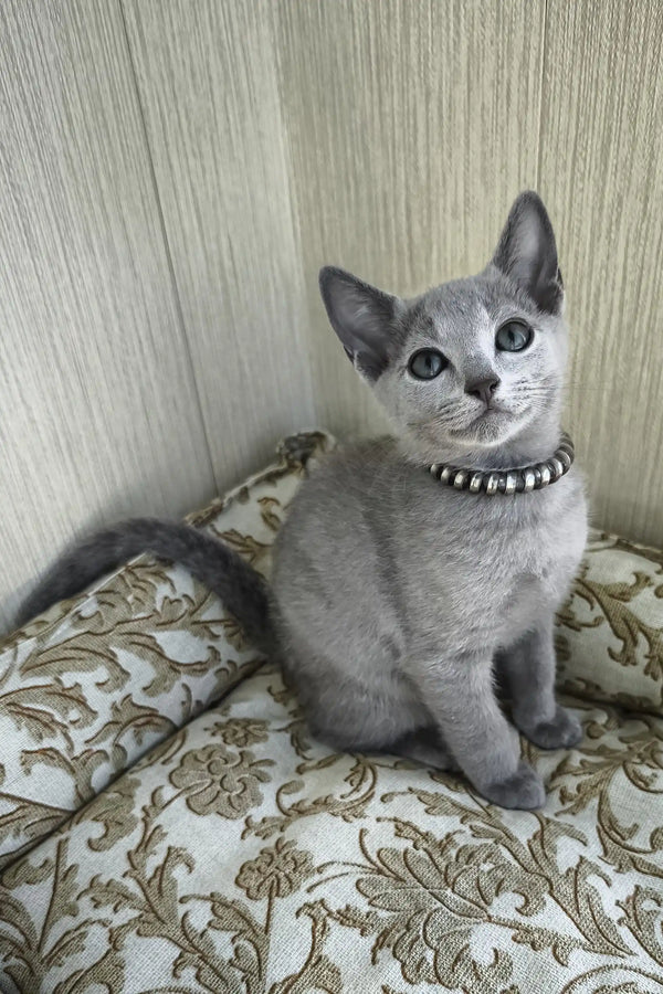 Romeo | russian blue kitten