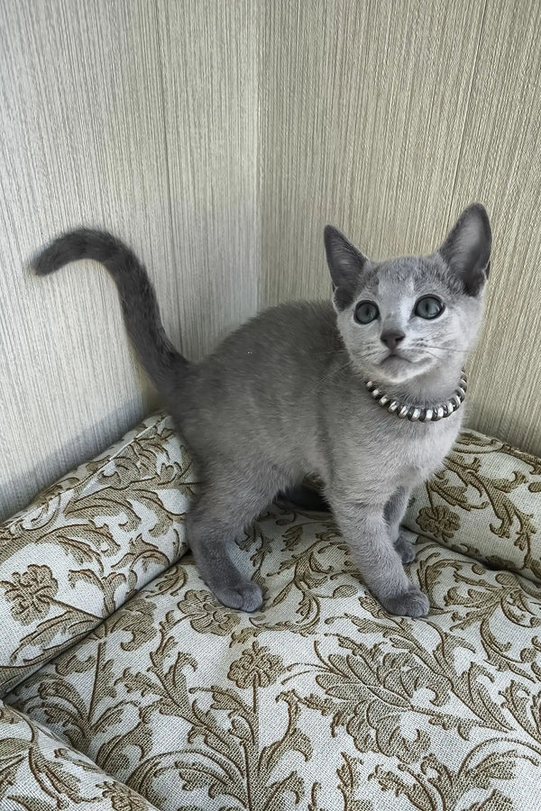 Romeo | russian blue kitten