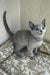 Romeo | russian blue kitten