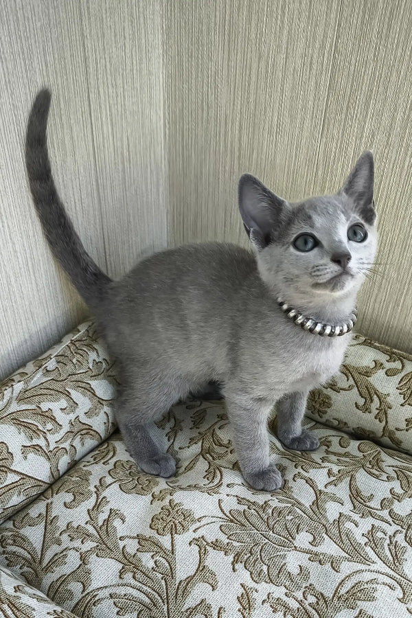 Romeo | russian blue kitten
