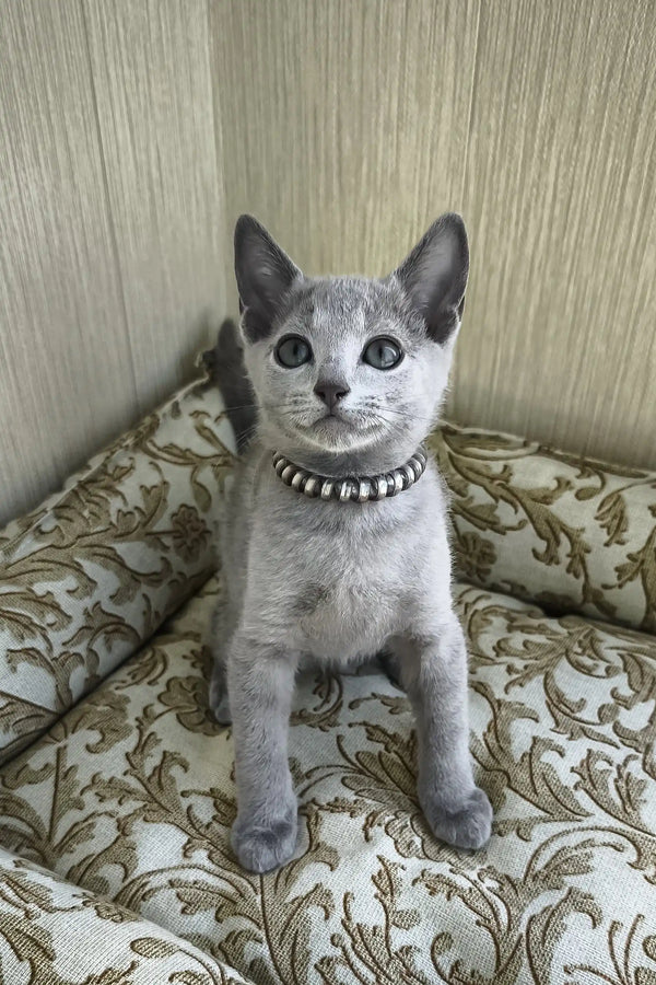 Romeo | russian blue kitten