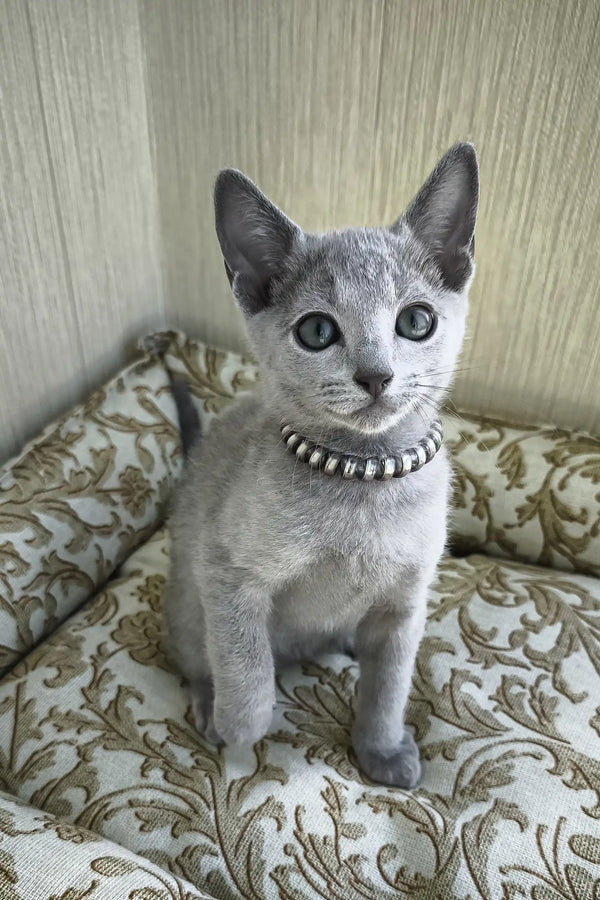 Romeo | russian blue kitten