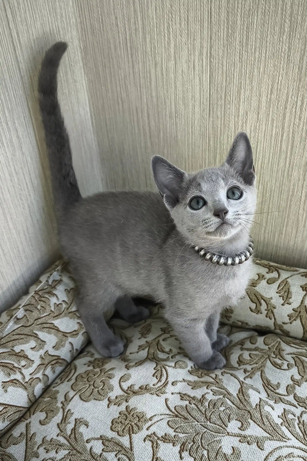 Romeo | russian blue kitten