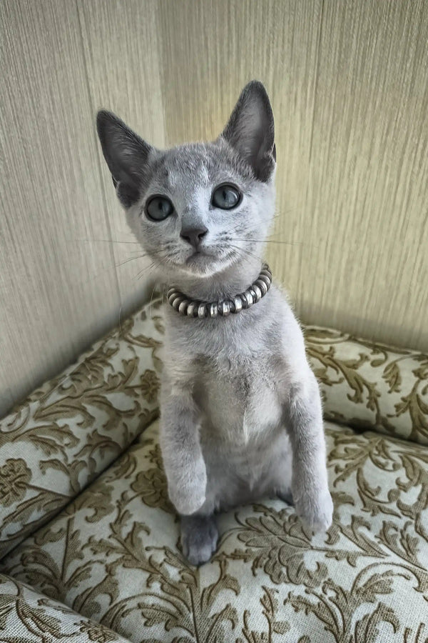 Romeo | russian blue kitten