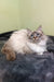 Fluffy Ragdoll cat with blue eyes and cream fur, perfect for Romeo | Siberian Kitten