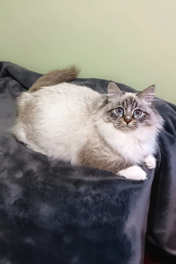 Ragdoll cat with blue eyes and fluffy white-and-gray fur relaxing on soft fabric