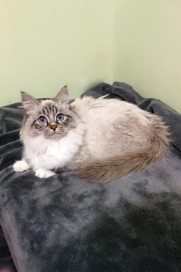 Ragdoll cat with grey and white fur lounging on fabric for Romeo Siberian Kitten