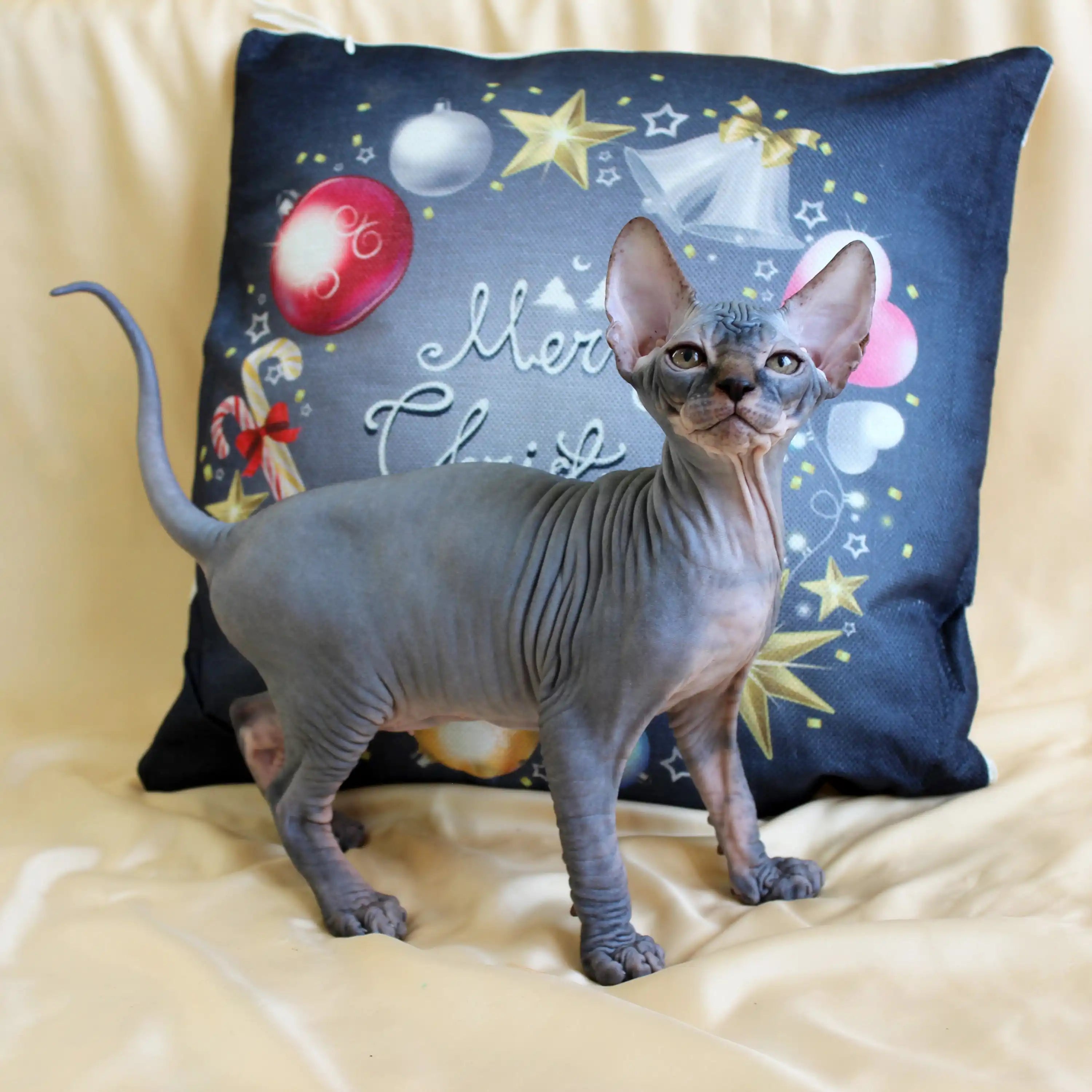 Sphynx Cats for Sale | Kittens For Romeo | Kitten