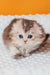 Fluffy Scottish Fold Longhair Kitten Romi with striking blue eyes lounging adorably