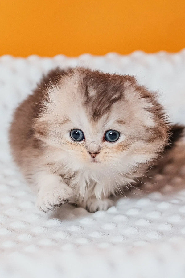 Fluffy Scottish Fold Longhair Kitten Romi with striking blue eyes lounging adorably