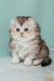 Fluffy Scottish Fold Longhair kitten named Romi with gorgeous blue eyes