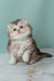 Fluffy Scottish Fold Longhair Kitten named Romi with mesmerizing blue eyes