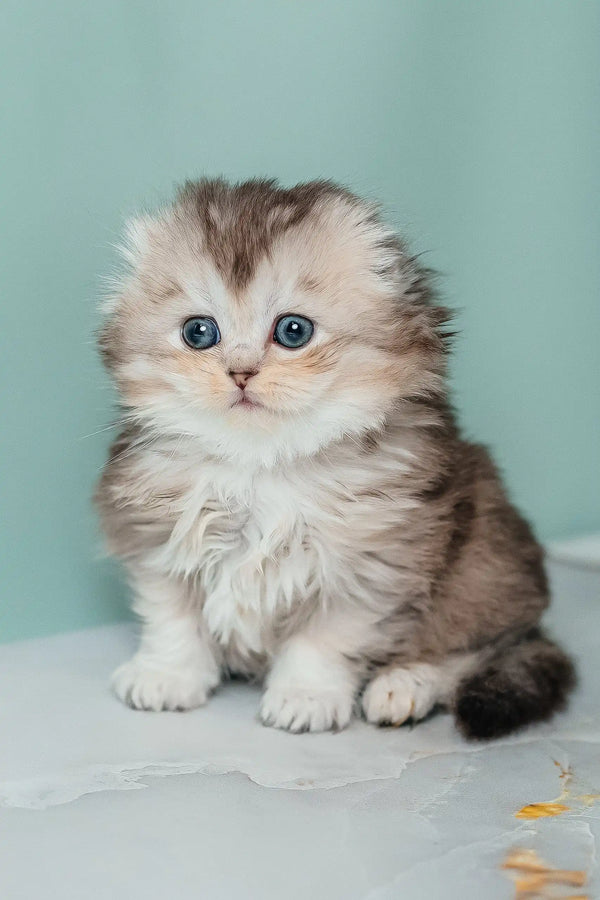 Cute fluffy kitten Romi, a Scottish Fold Longhair with stunning blue eyes