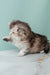 Adorable fluffy gray and white kitten, Romi the Scottish Fold Longhair cutie