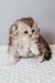 Fluffy gray and white Scottish Fold Longhair Kitten named Romi looking adorable