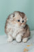 Fluffy gray and white Scottish Fold Longhair Kitten named Romi, looking adorable