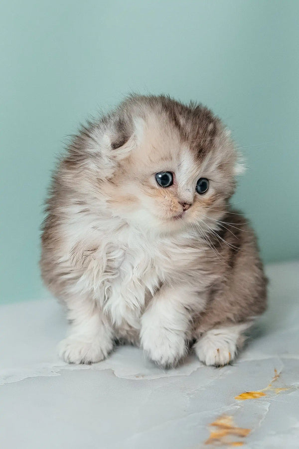 Fluffy gray and white Scottish Fold Longhair Kitten named Romi, looking adorable
