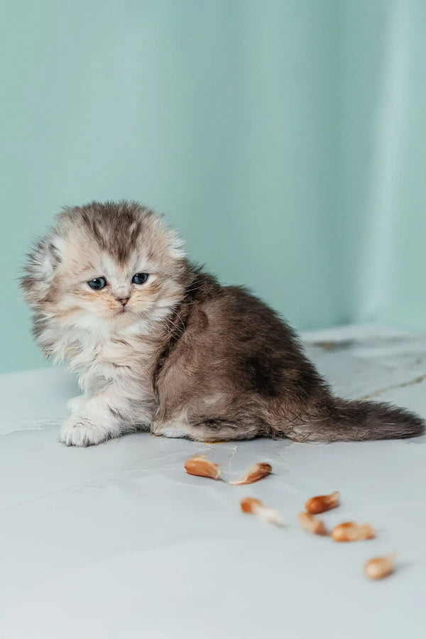 Fluffy gray and white kitten Romi, a playful Scottish Fold Longhair