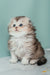 Fluffy gray and white Scottish Fold Longhair kitten named Romi looking adorable