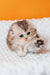 Fluffy Romi, the Scottish Fold Longhair Kitten, reaching out with an adorable paw